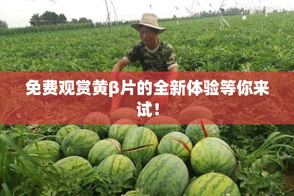免费观赏黄β片的全新体验等你来试！