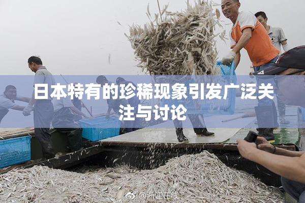 日本特有的珍稀现象引发广泛关注与讨论