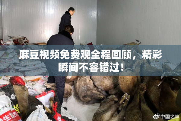 麻豆视频免费观全程回顾，精彩瞬间不容错过！