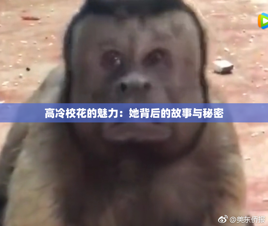 高冷校花的魅力：她背后的故事与秘密