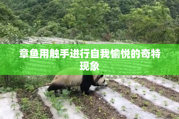 章鱼用触手进行自我愉悦的奇特现象