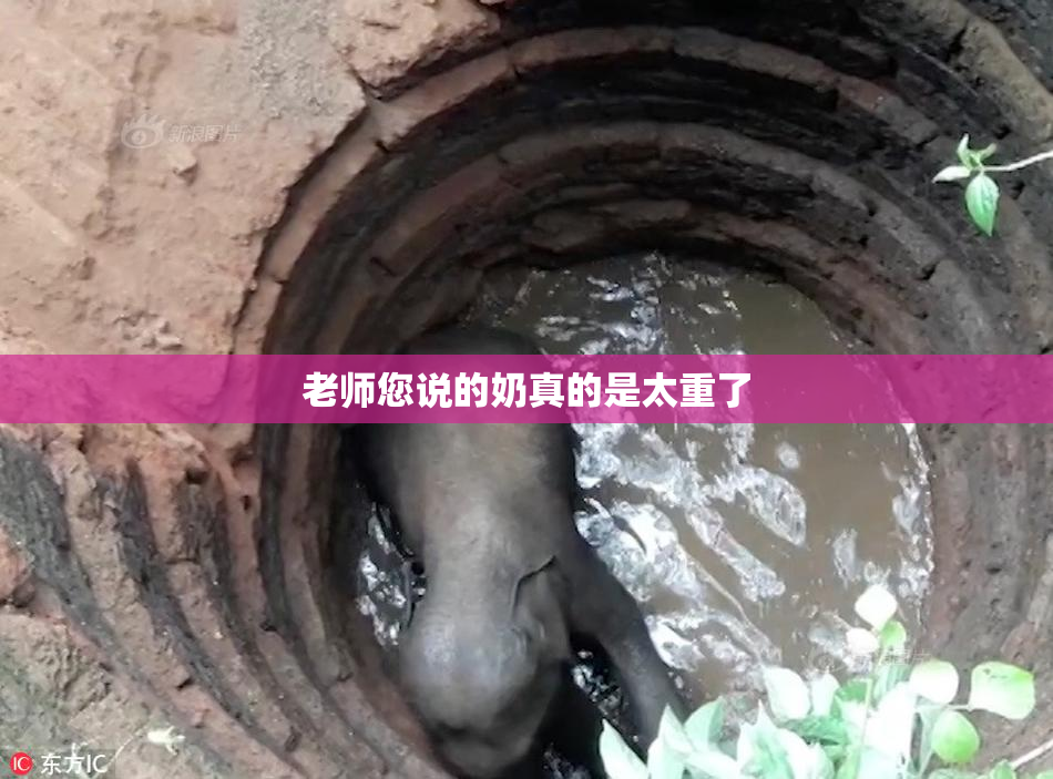 老师您说的奶真的是太重了