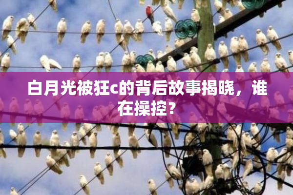白月光被狂c的背后故事揭晓，谁在操控？