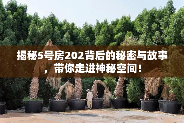 揭秘5号房202背后的秘密与故事，带你走进神秘空间！