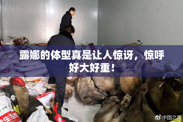露娜的体型真是让人惊讶，惊呼好大好重！