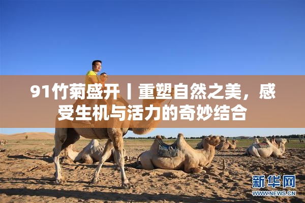 91竹菊盛开丨重塑自然之美，感受生机与活力的奇妙结合