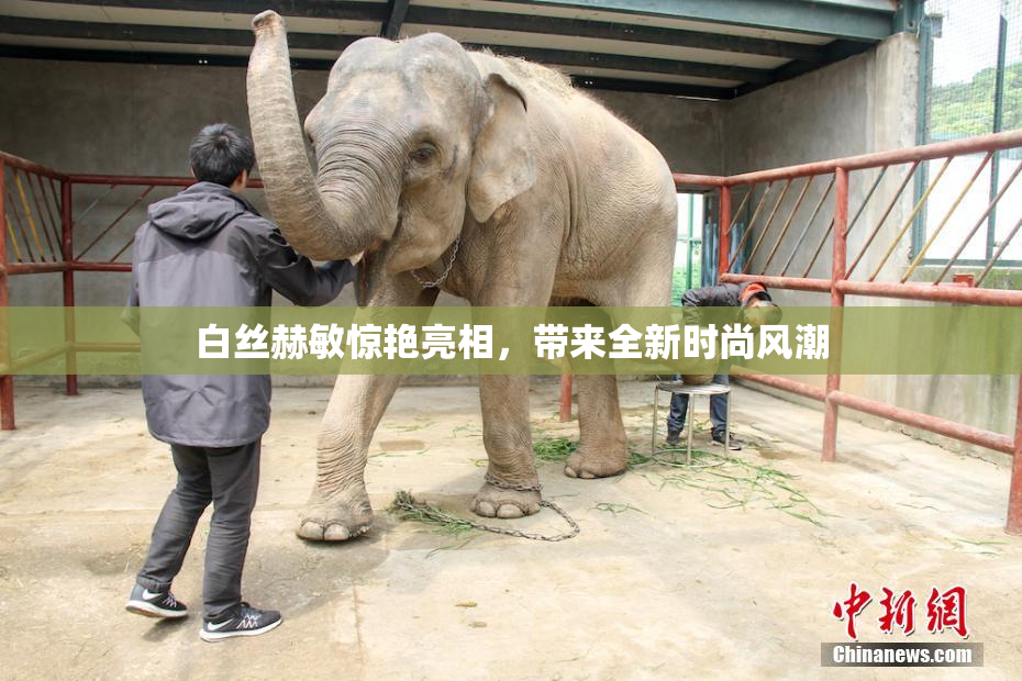 白丝赫敏惊艳亮相，带来全新时尚风潮