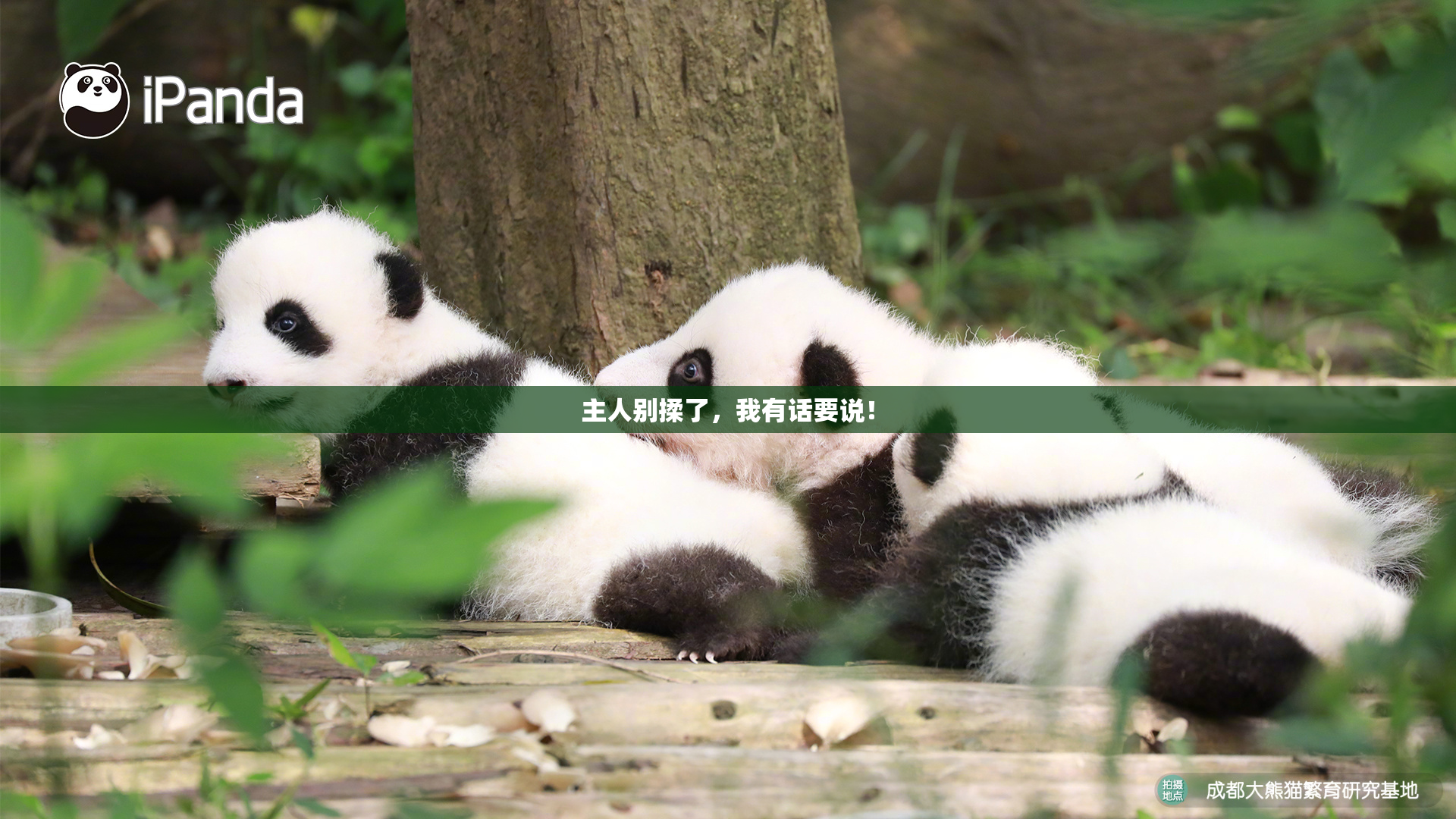 主人别揉了，我有话要说！