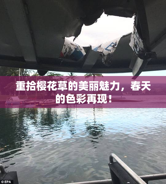 重拾樱花草的美丽魅力，春天的色彩再现！