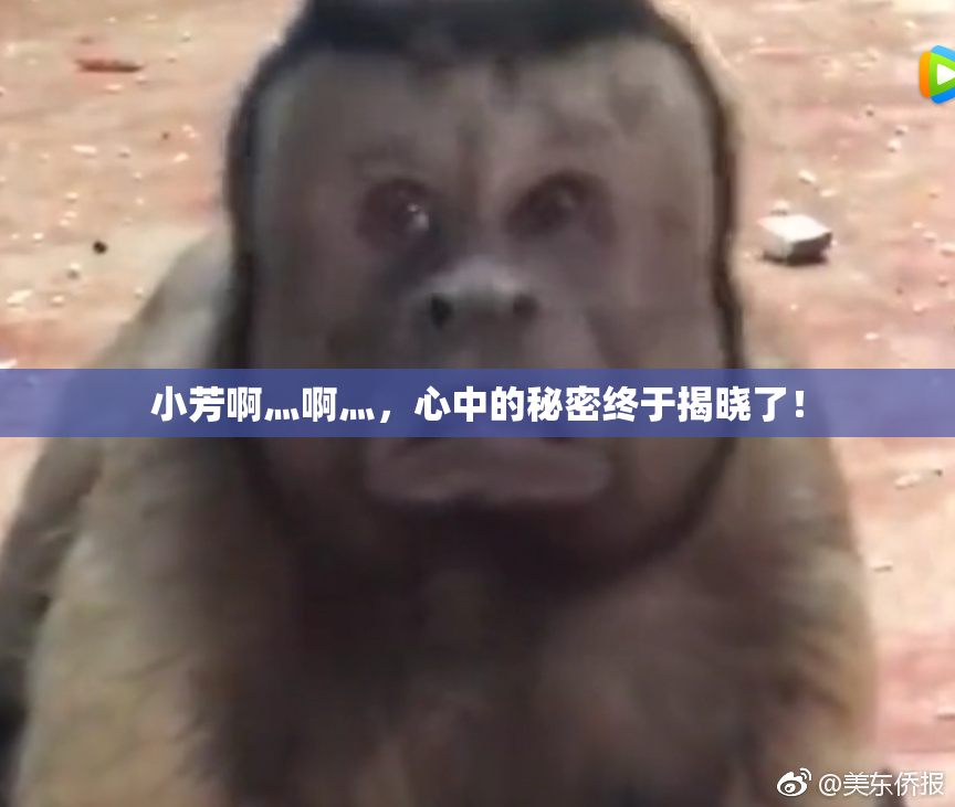 小芳啊灬啊灬，心中的秘密终于揭晓了！