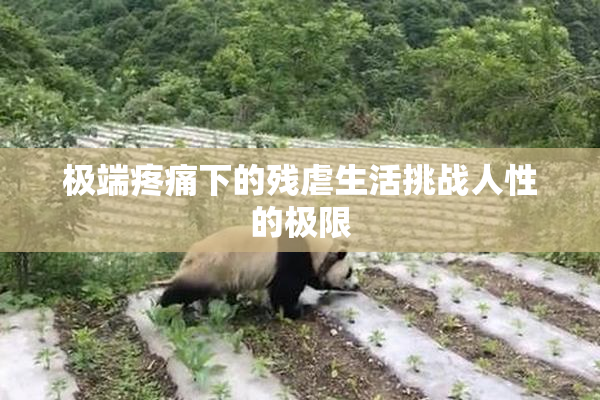 极端疼痛下的残虐生活挑战人性的极限