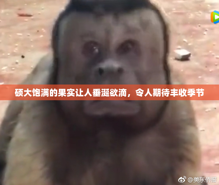 硕大饱满的果实让人垂涎欲滴，令人期待丰收季节