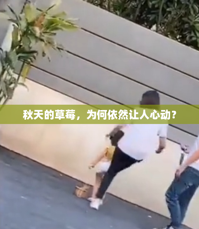 秋天的草莓，为何依然让人心动？