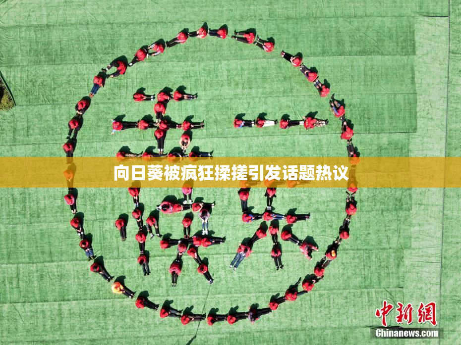 向日葵被疯狂揉搓引发话题热议