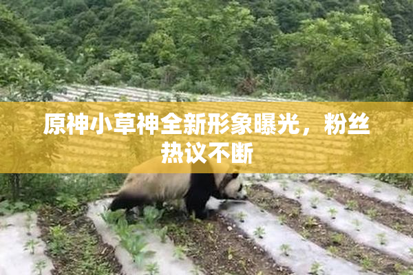 原神小草神全新形象曝光，粉丝热议不断