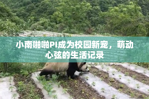 小南啪啪PI成为校园新宠，萌动心弦的生活记录