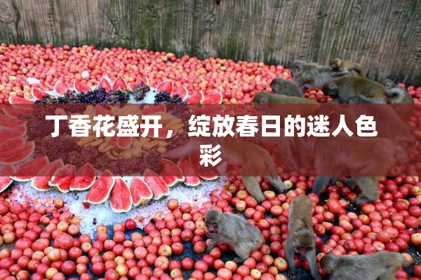 丁香花盛开，绽放春日的迷人色彩