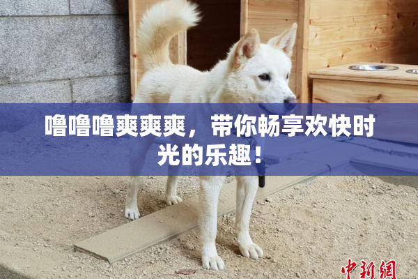 噜噜噜爽爽爽，带你畅享欢快时光的乐趣！