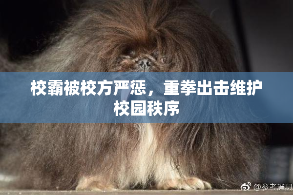 校霸被校方严惩，重拳出击维护校园秩序