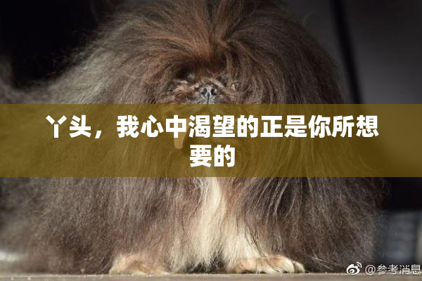 丫头，我心中渴望的正是你所想要的
