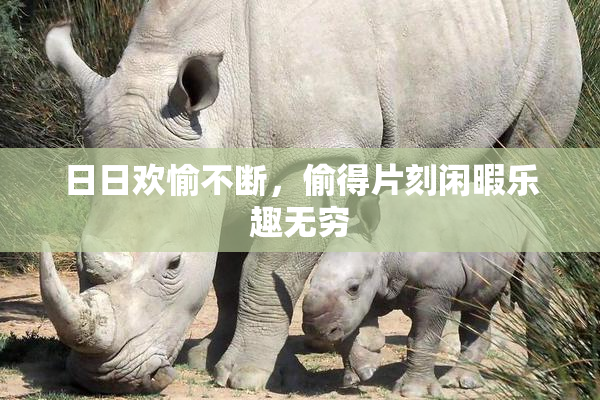 日日欢愉不断，偷得片刻闲暇乐趣无穷