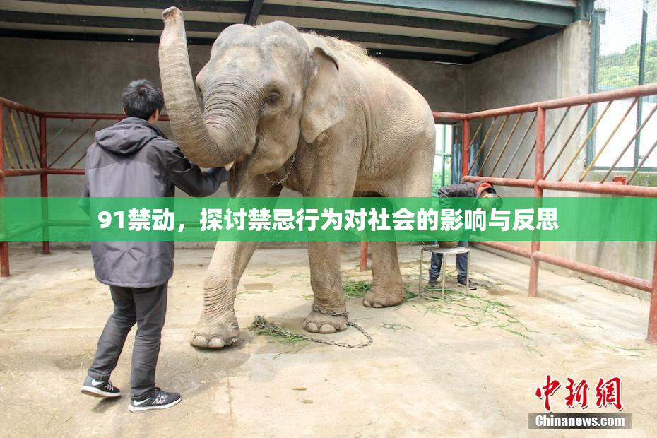 91禁动，探讨禁忌行为对社会的影响与反思