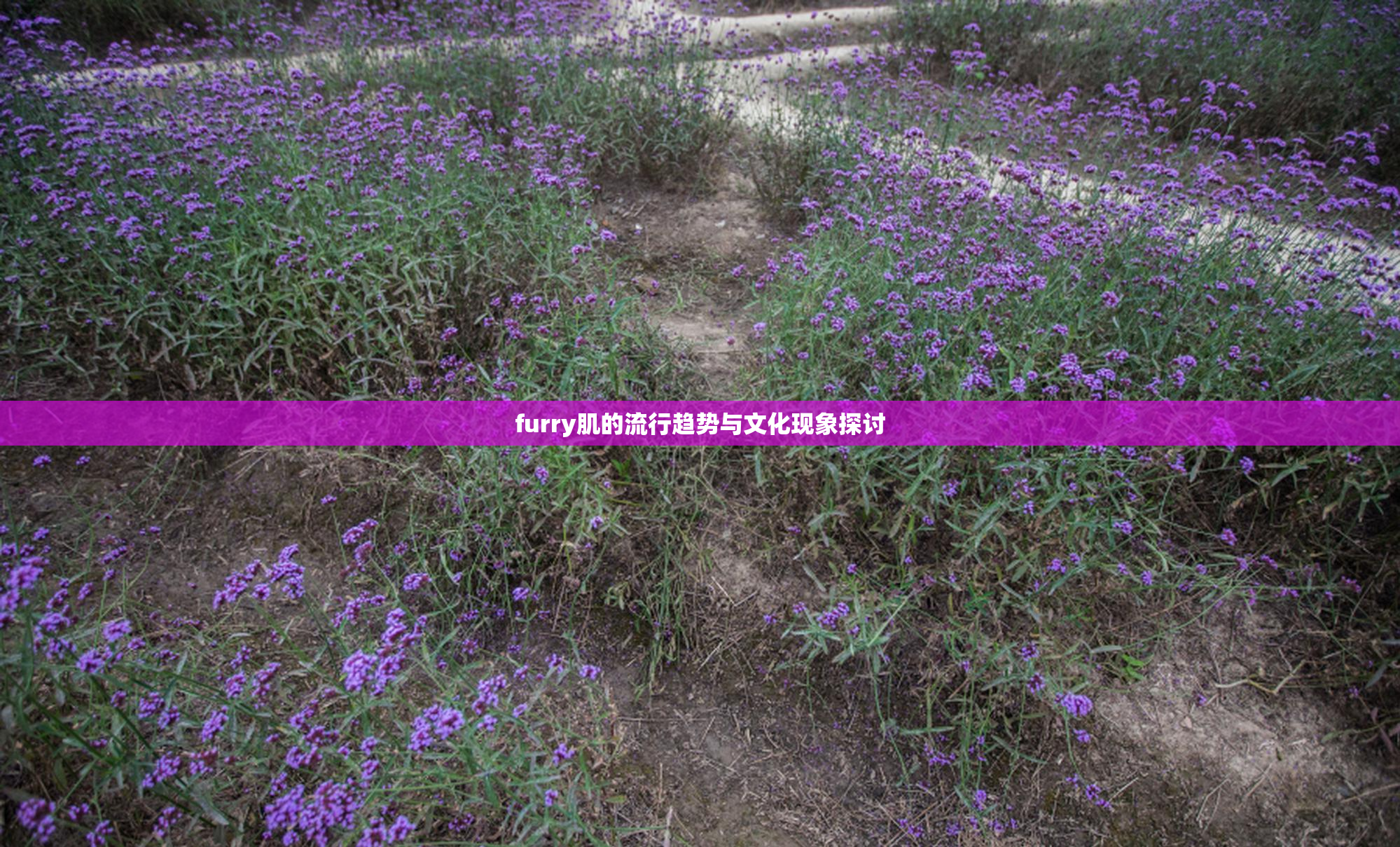 furry肌的流行趋势与文化现象探讨