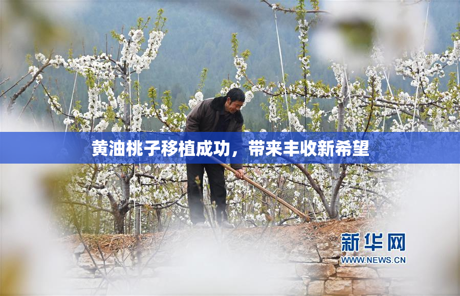 黄油桃子移植成功，带来丰收新希望