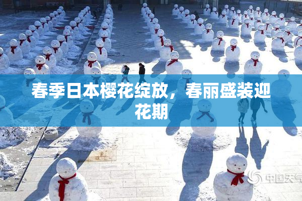 春季日本樱花绽放，春丽盛装迎花期