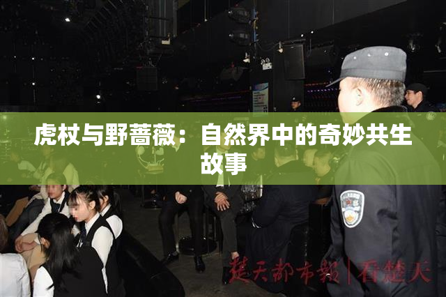 虎杖与野蔷薇：自然界中的奇妙共生故事