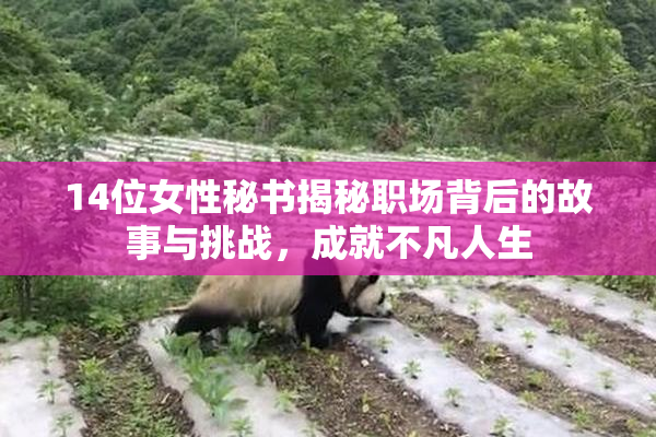 14位女性秘书揭秘职场背后的故事与挑战，成就不凡人生
