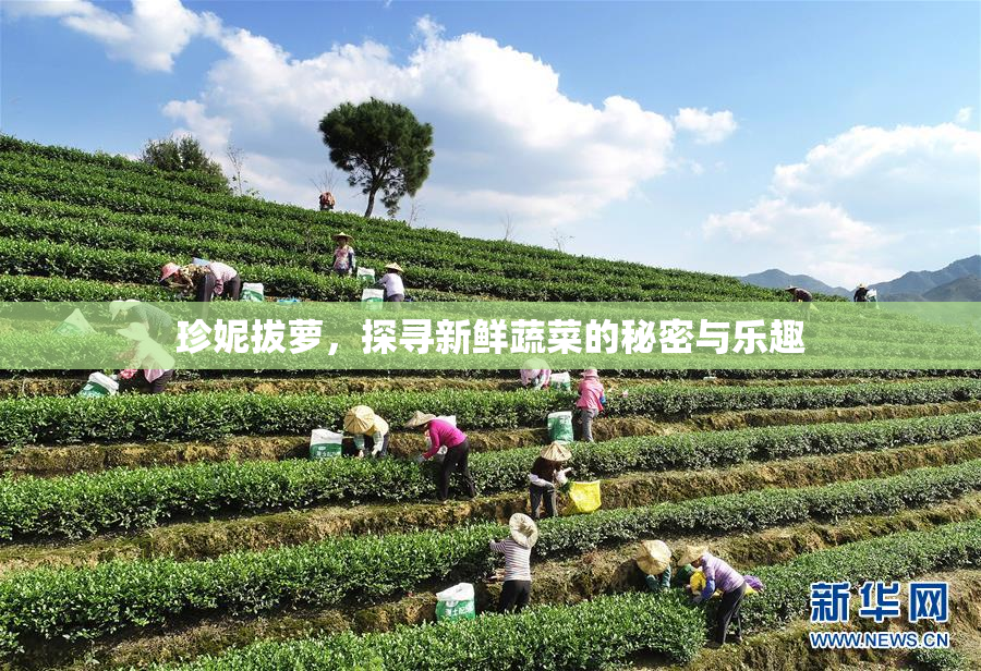 珍妮拔萝，探寻新鲜蔬菜的秘密与乐趣