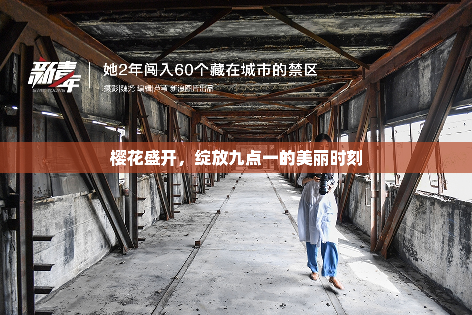 樱花盛开，绽放九点一的美丽时刻