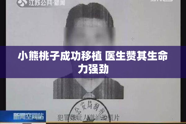 小熊桃子成功移植 医生赞其生命力强劲