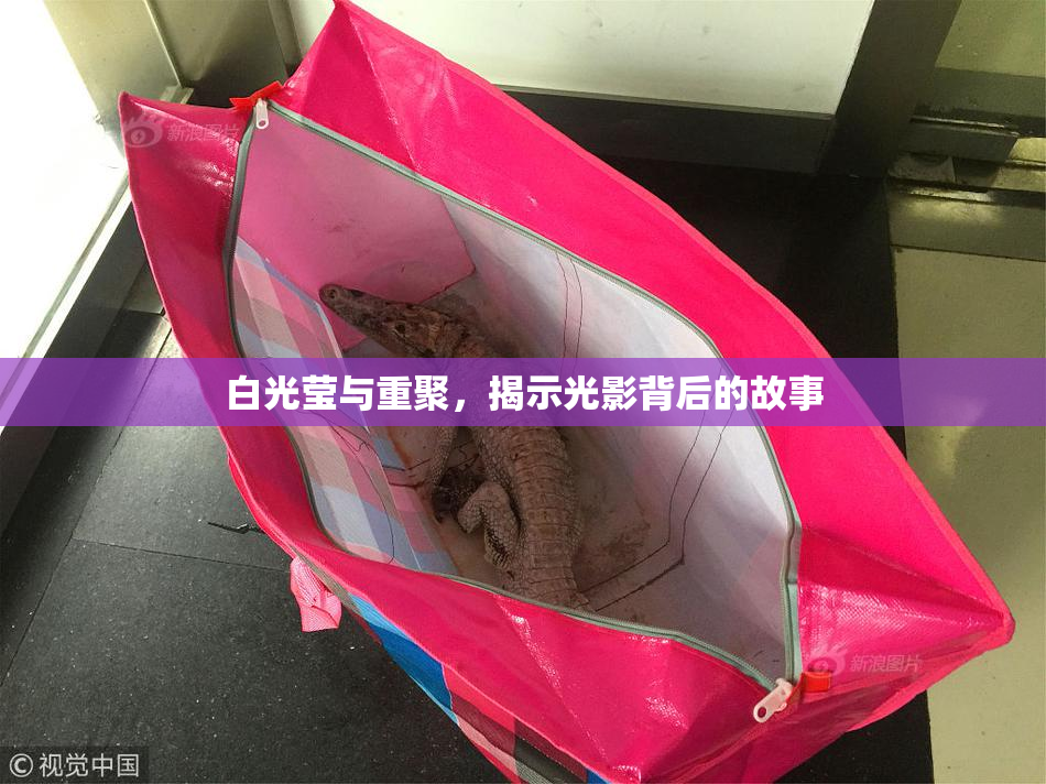 白光莹与重聚，揭示光影背后的故事