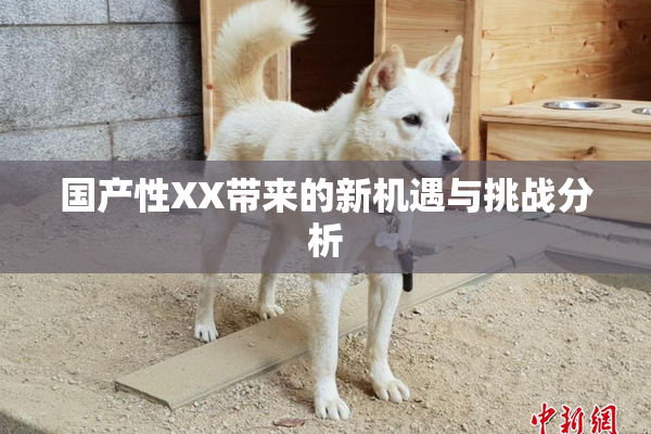 国产性XX带来的新机遇与挑战分析