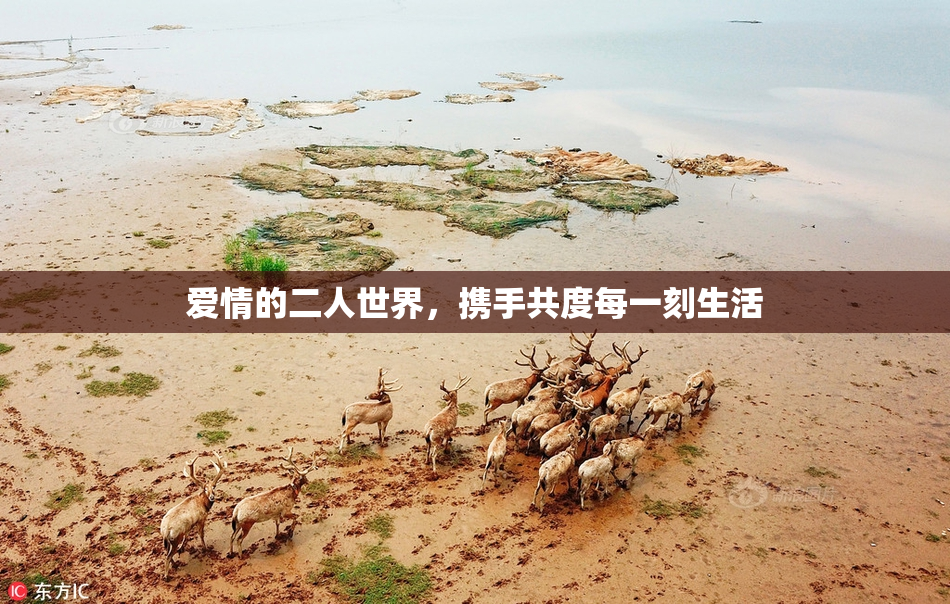 爱情的二人世界，携手共度每一刻生活