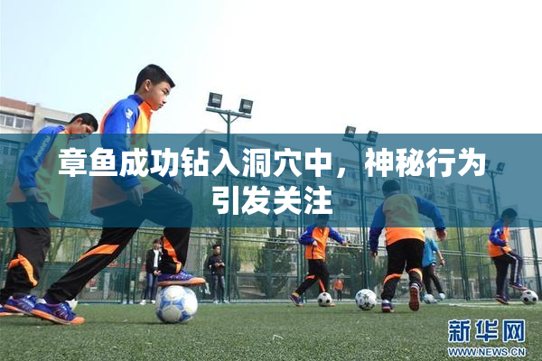 章鱼成功钻入洞穴中，神秘行为引发关注