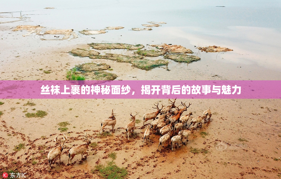 丝袜上裹的神秘面纱，揭开背后的故事与魅力