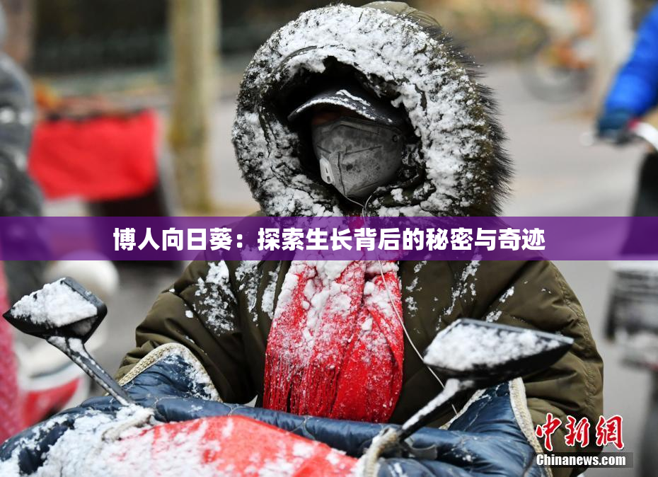 博人向日葵：探索生长背后的秘密与奇迹