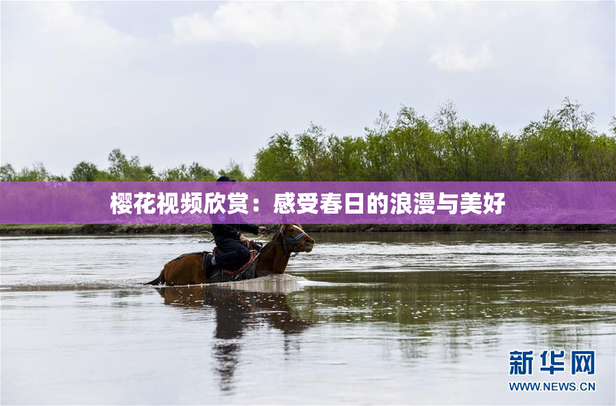樱花视频欣赏：感受春日的浪漫与美好
