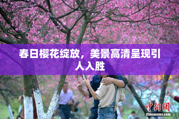 春日樱花绽放，美景高清呈现引人入胜