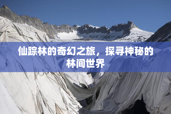 仙踪林的奇幻之旅，探寻神秘的林间世界