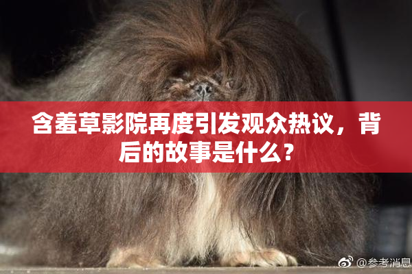 含羞草影院再度引发观众热议，背后的故事是什么？