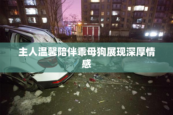 主人温馨陪伴乖母狗展现深厚情感