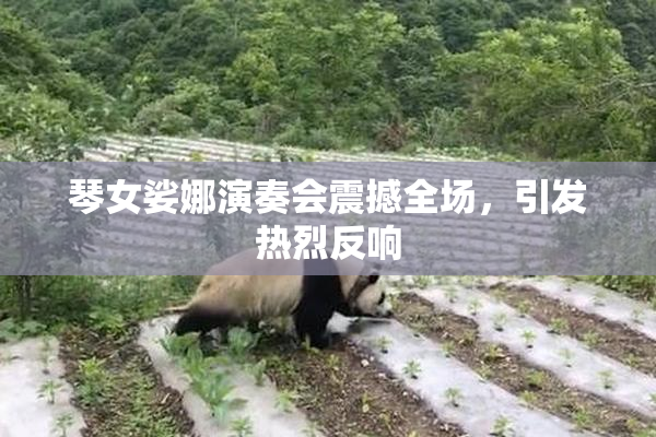 琴女娑娜演奏会震撼全场，引发热烈反响