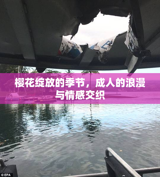 樱花绽放的季节，成人的浪漫与情感交织