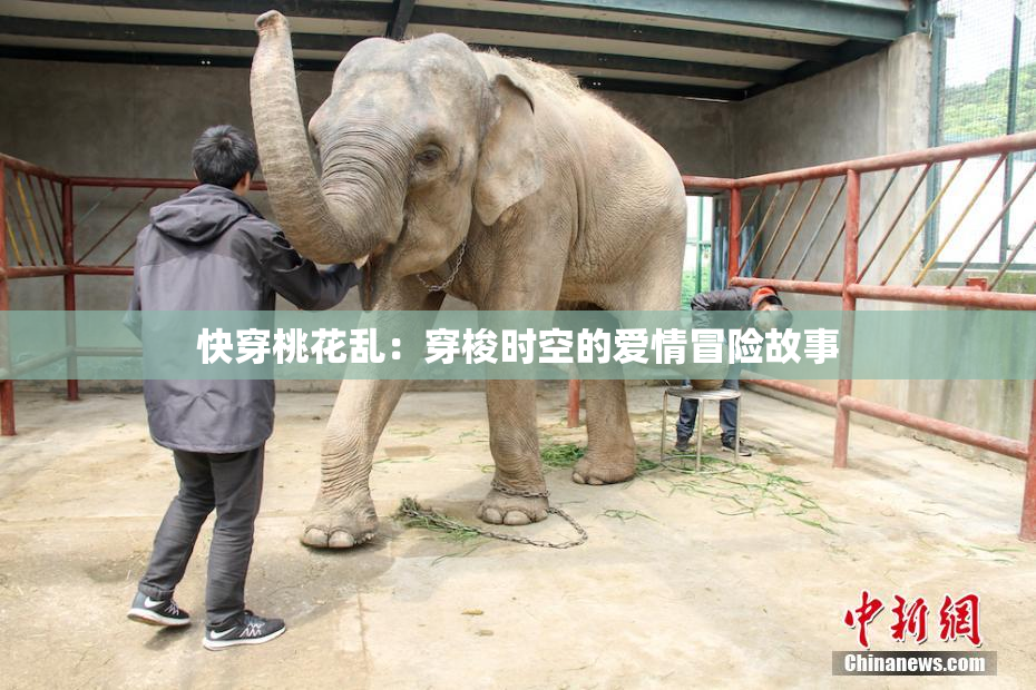 快穿桃花乱：穿梭时空的爱情冒险故事