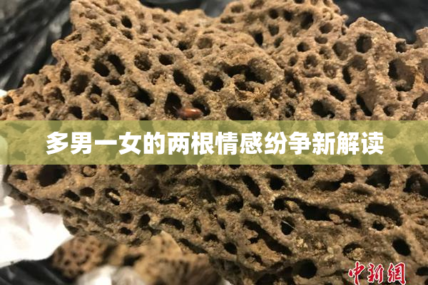 多男一女的两根情感纷争新解读