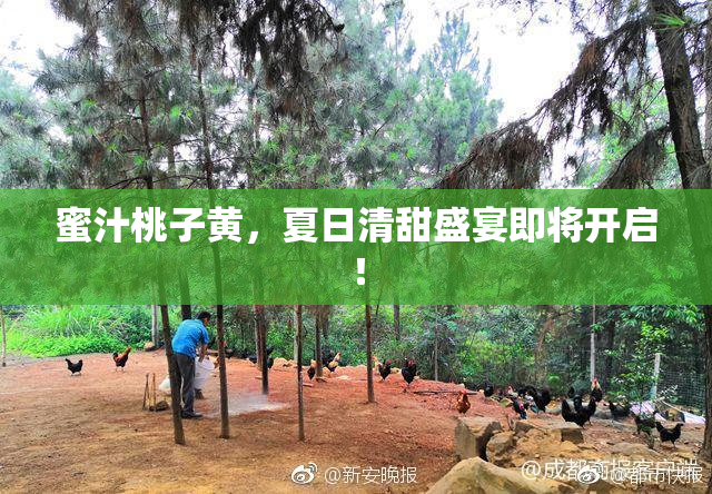 蜜汁桃子黄，夏日清甜盛宴即将开启！